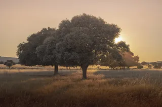 Trees in the pristine nature of Spain